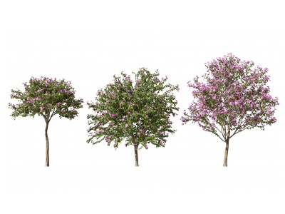 现代景观树模型