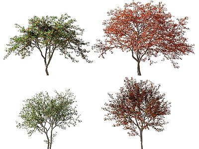 现代植物树木果树山楂树模型