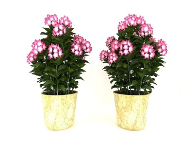 3d鲜花盆栽模型