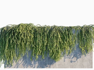 3d绿植藤蔓白菩提翡翠景天模型