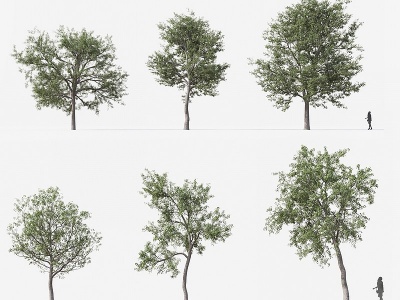 3d现代植物树木模型