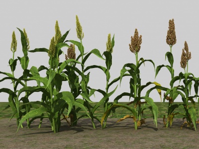 农业作物高粱3d模型