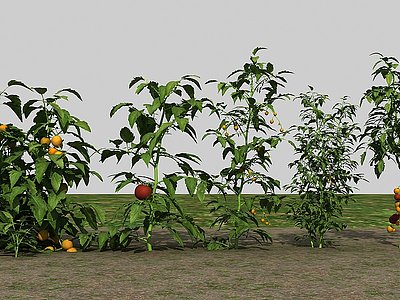 农业作物西红柿模型
