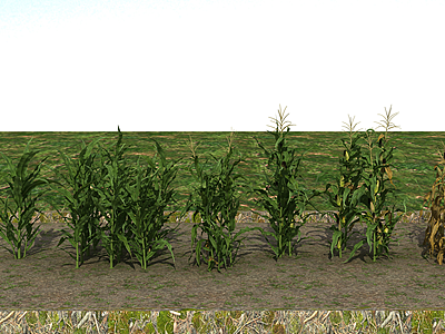 3d玉米苞谷模型