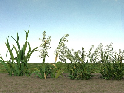 小草植物模型3d模型