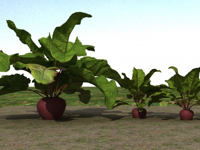 红萝卜植物3d模型