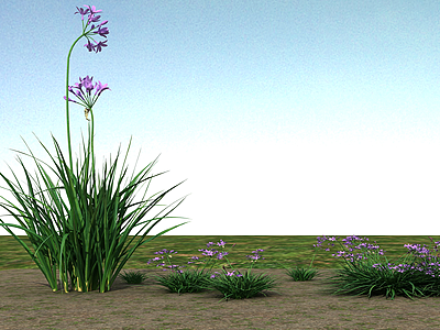开花植物模型3d模型