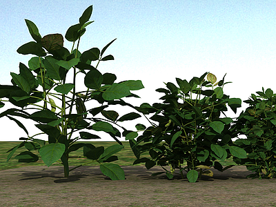 农业作物毛豆、黄豆3d模型