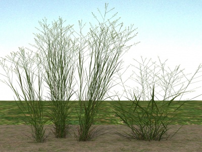 草本植物模型