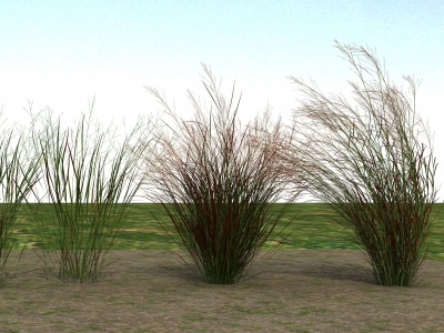 草本植物3d模型
