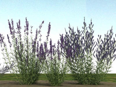 草本植物模型3d模型