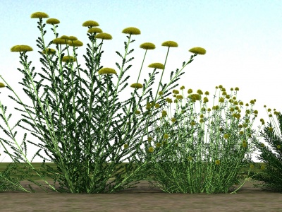 草本植物模型