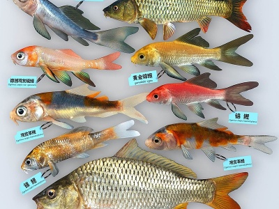 现代锦鲤观赏鱼模型