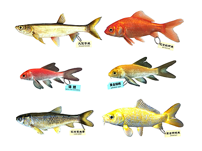 现代草金鱼模型