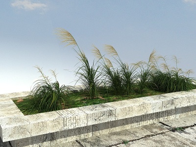 3d草本植物模型