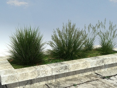 3d草本植物模型