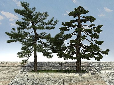 黑松松树模型3d模型