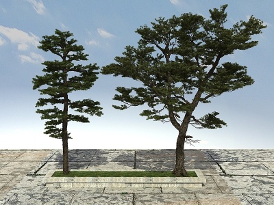 3d黑松松树1模型