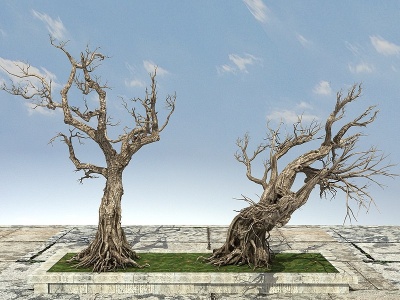 古树3d模型