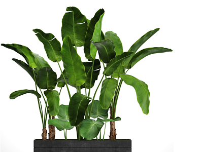 现代植物盆栽3d模型