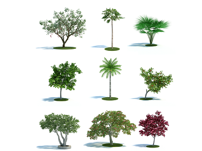 现代园林植物树模型