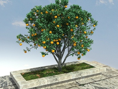 3d植物橙模型