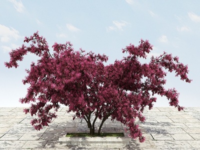 大树开花植物模型