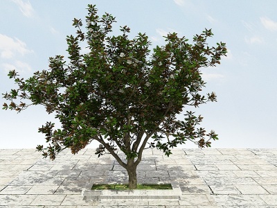 大树开花植物模型