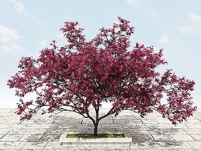 大树开花植物模型3d模型