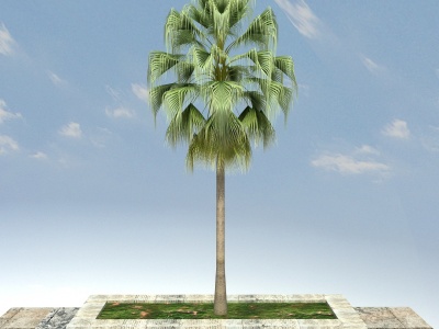 3d蒲葵景观植物模型