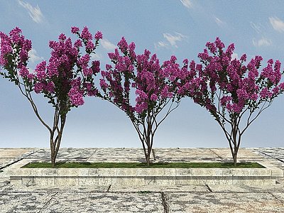 3d紫微树景观植物模型