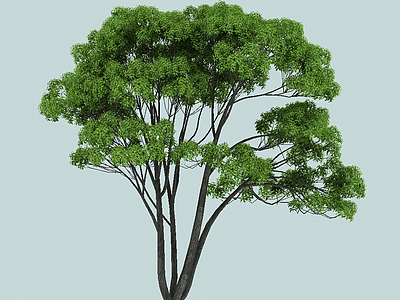 小叶樟景观植物模型