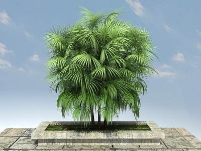 3d棕竹景观植物模型