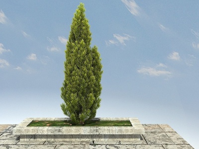 3d金冠柏景观植物模型
