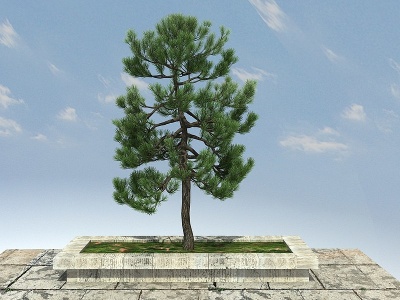 3d云南松景观植物模型
