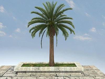 3d加纳利海枣景观植物模型