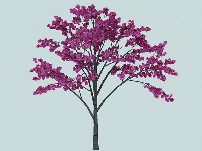 3d樱花景观植物模型
