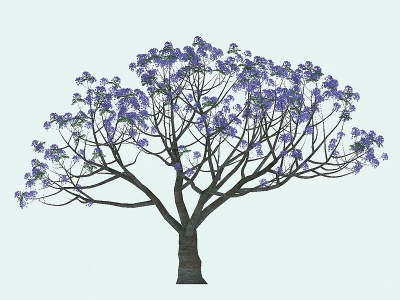 3d蓝花楹景观植物模型
