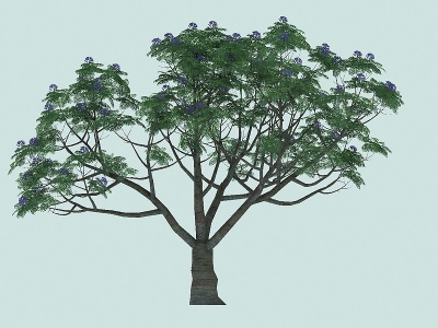 蓝花楹景观植物模型
