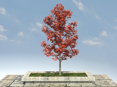 枫香景观植物模型3d模型