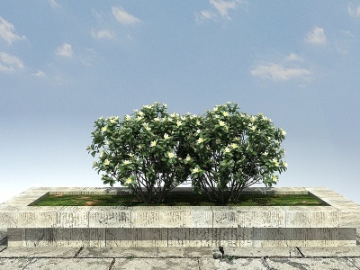 3d云南含笑景观植物模型