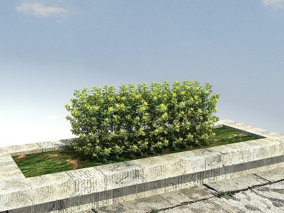 3d迎春柳绿篱模型