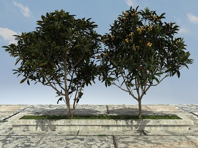 3d枇杷树有果模型