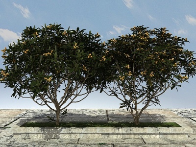 3d枇杷树模型