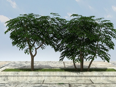 3d发财树模型