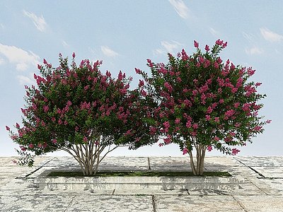 3d紫微景观植物开花模型