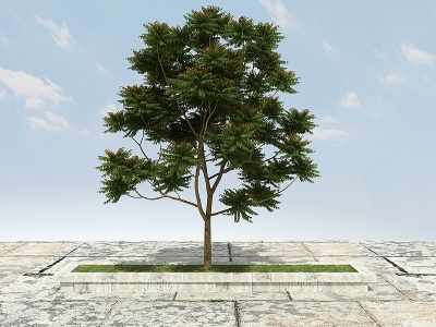 香春树（可食用）模型3d模型