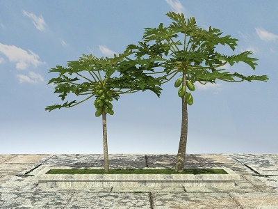 3d木瓜树（可<font class='myIsRed'>食用</font>）模型