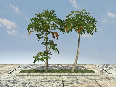木瓜树（可食用）模型