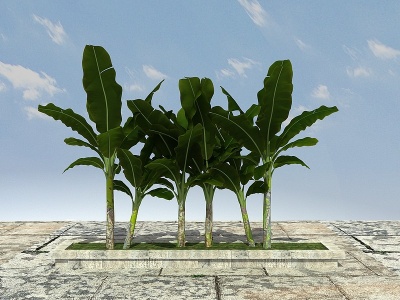 3d巴蕉树模型